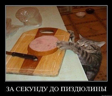 кот ворует колбасу